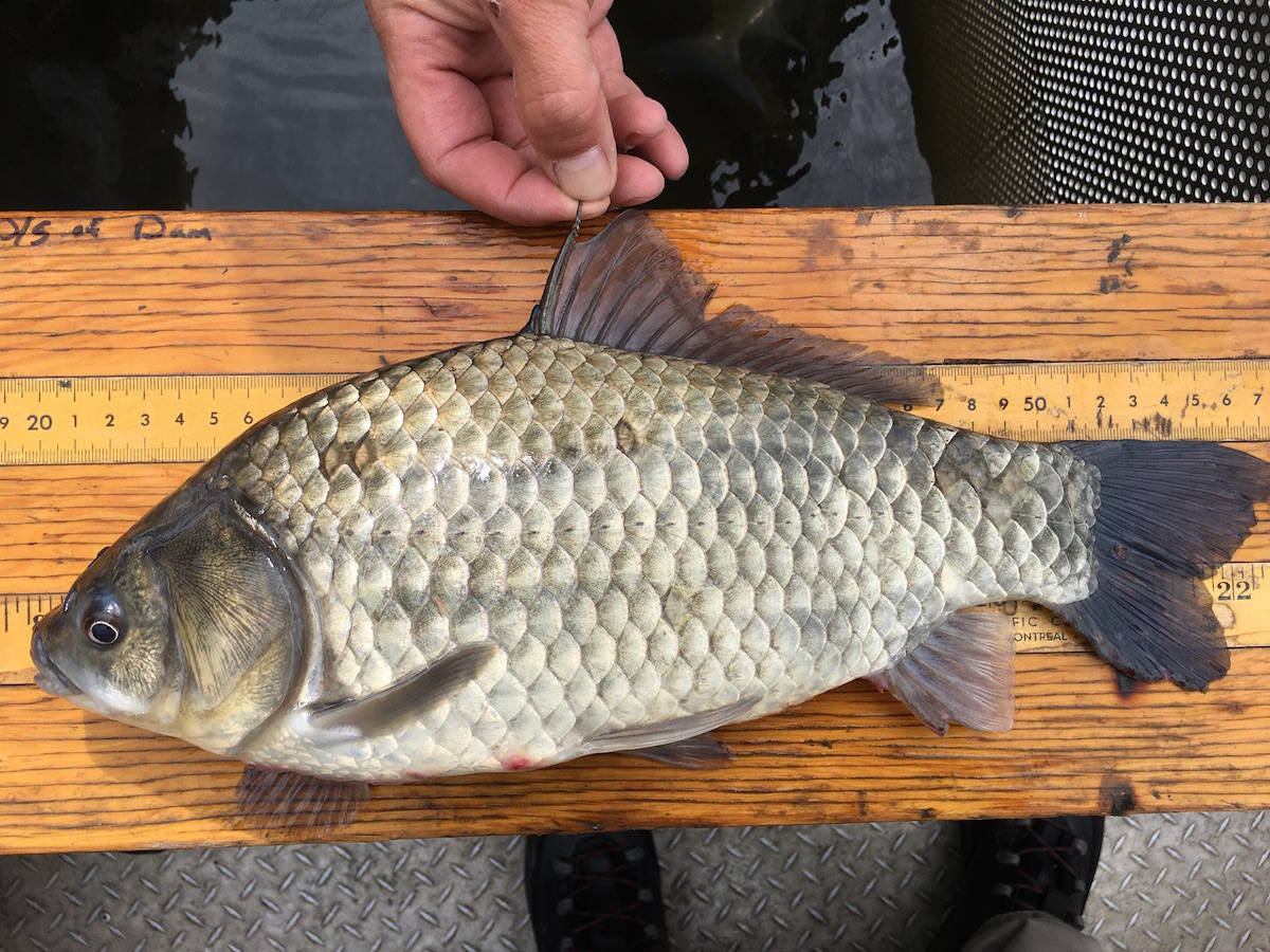 Self-cloning carp are in the Red Deer River — and could end up on
