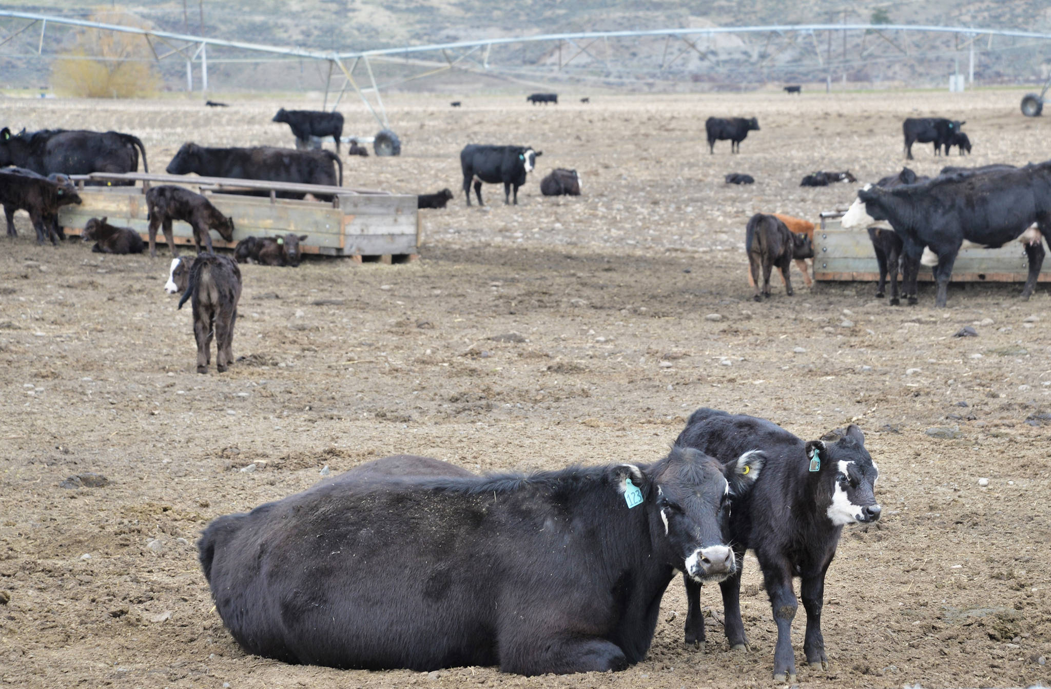 Meat Inspection Regulation changes ‘smoke and mirrors’ says Sylvan Lake