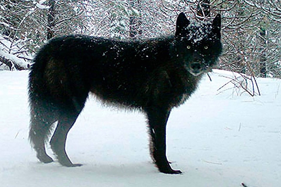23679938_web1_201218-RDA-Federal-health-minister-asked-to-review-Albertas-use-of-strychnine-as-wolf-control-wolves_1