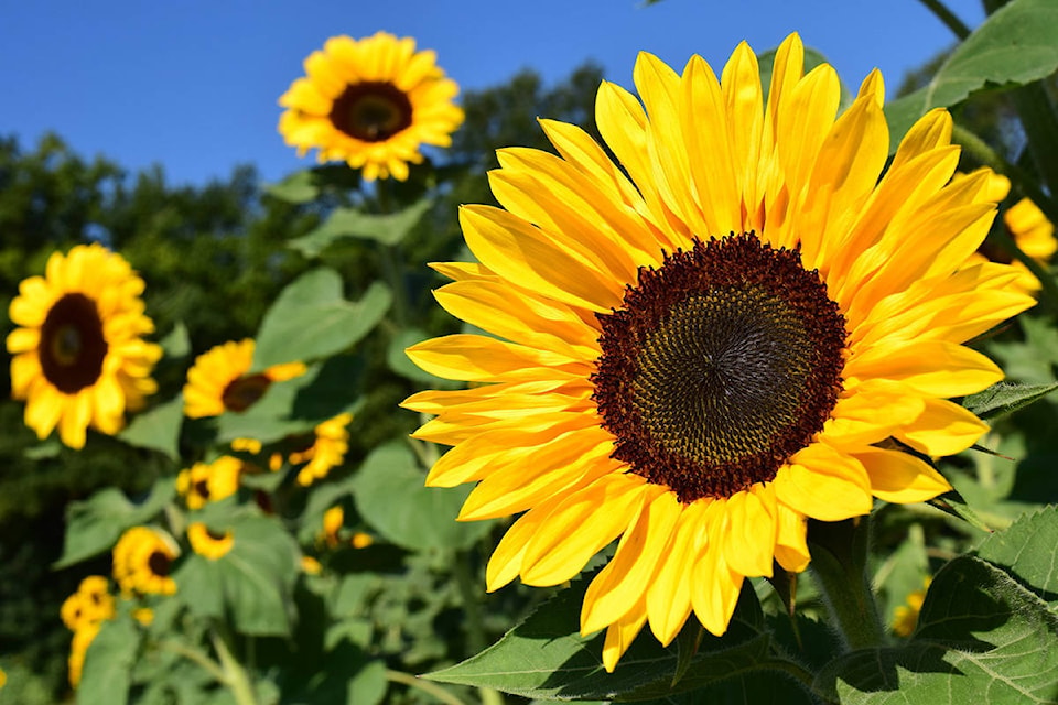 24048118_web1_sunflowers
