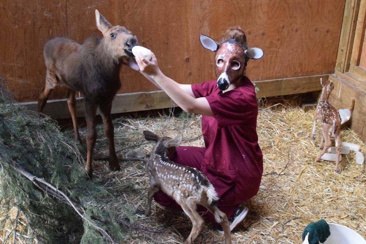 Mask maker protects fawns at central Alberta wildlife centre - Red Deer  Advocate