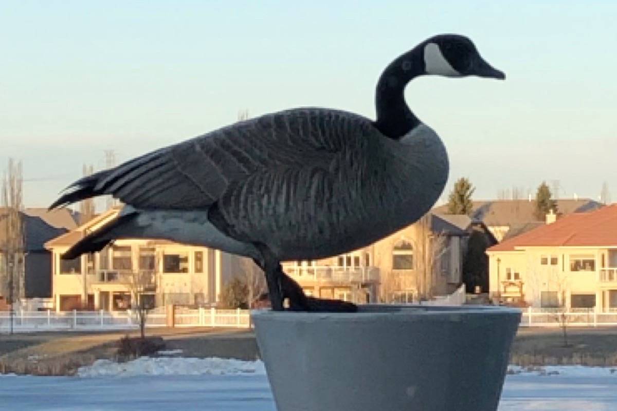 Canada geese make return visit to Red Deer balcony Red Deer Advocate