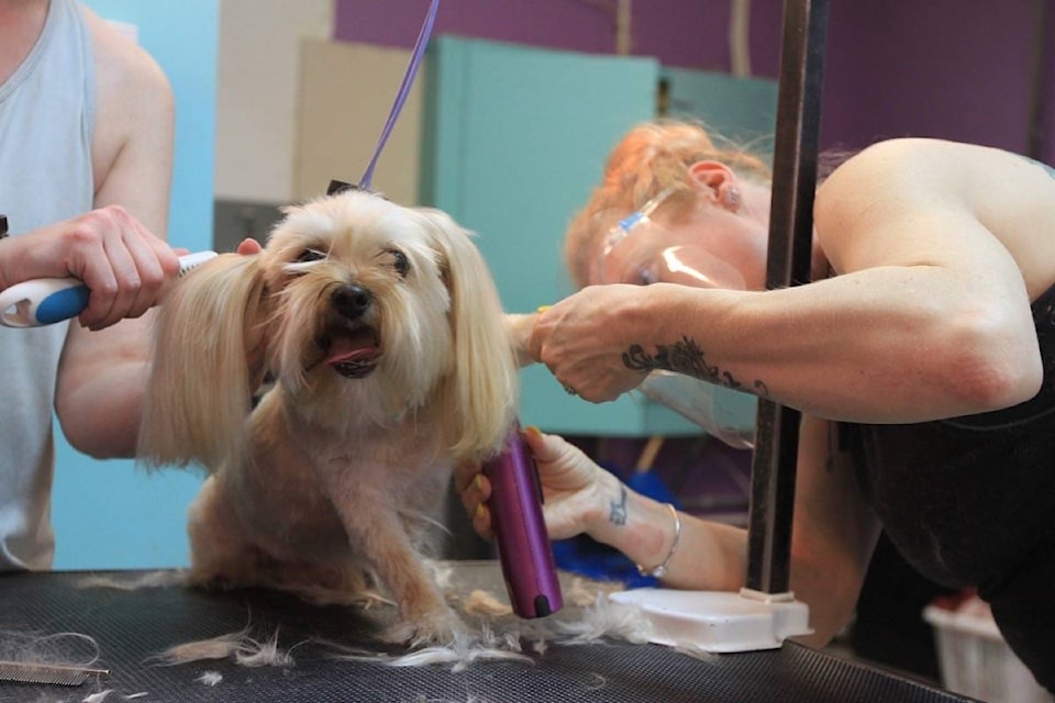 24717922_web1_210401-RDA-dog-groomers-dog_4