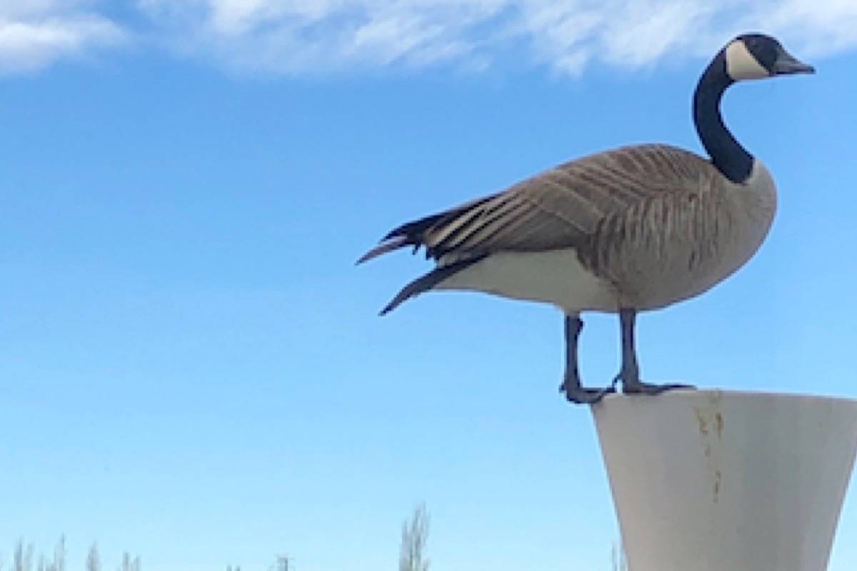 Where to buy canada clearance goose in red deer