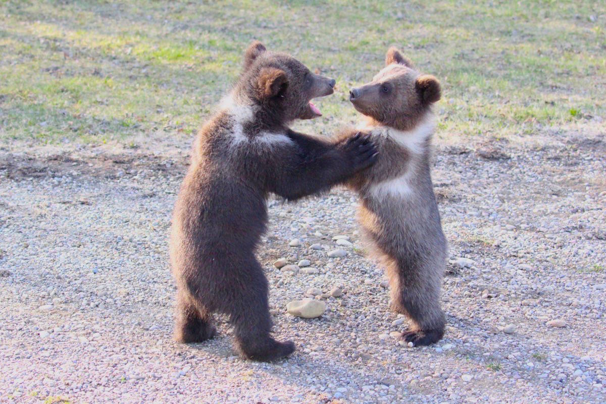 25315412_web1_210528-RDA-baby-bears-at-discovery-park-bears_2