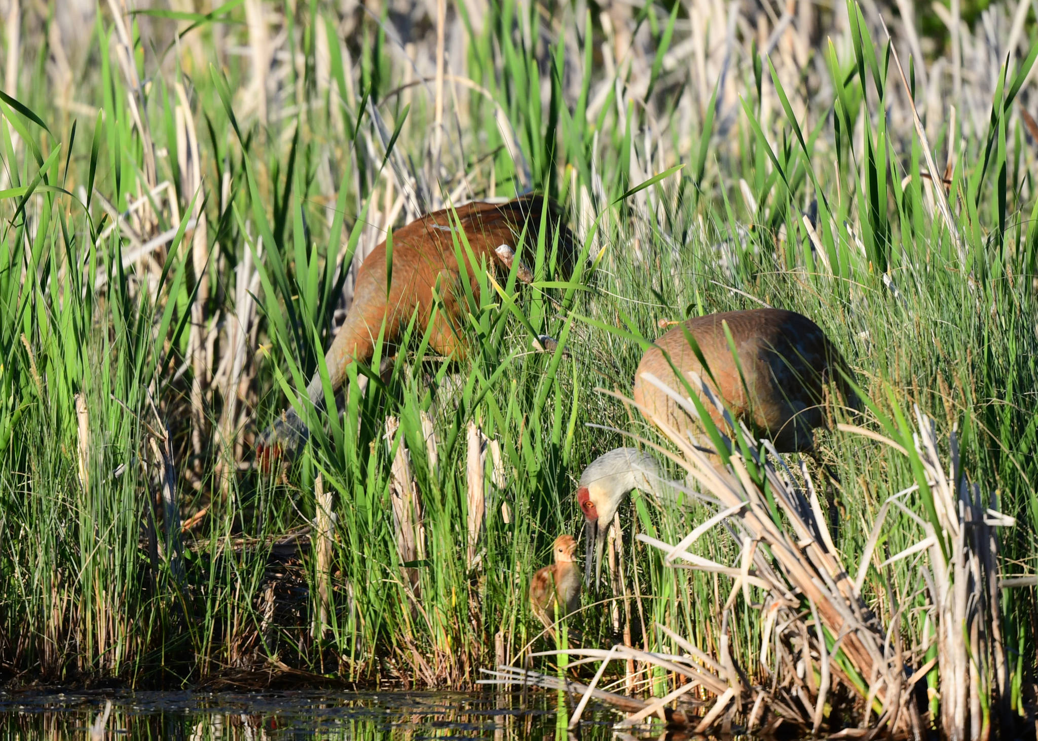 25634706_web1_210625-RDA-myrna-sandhill-crane_3