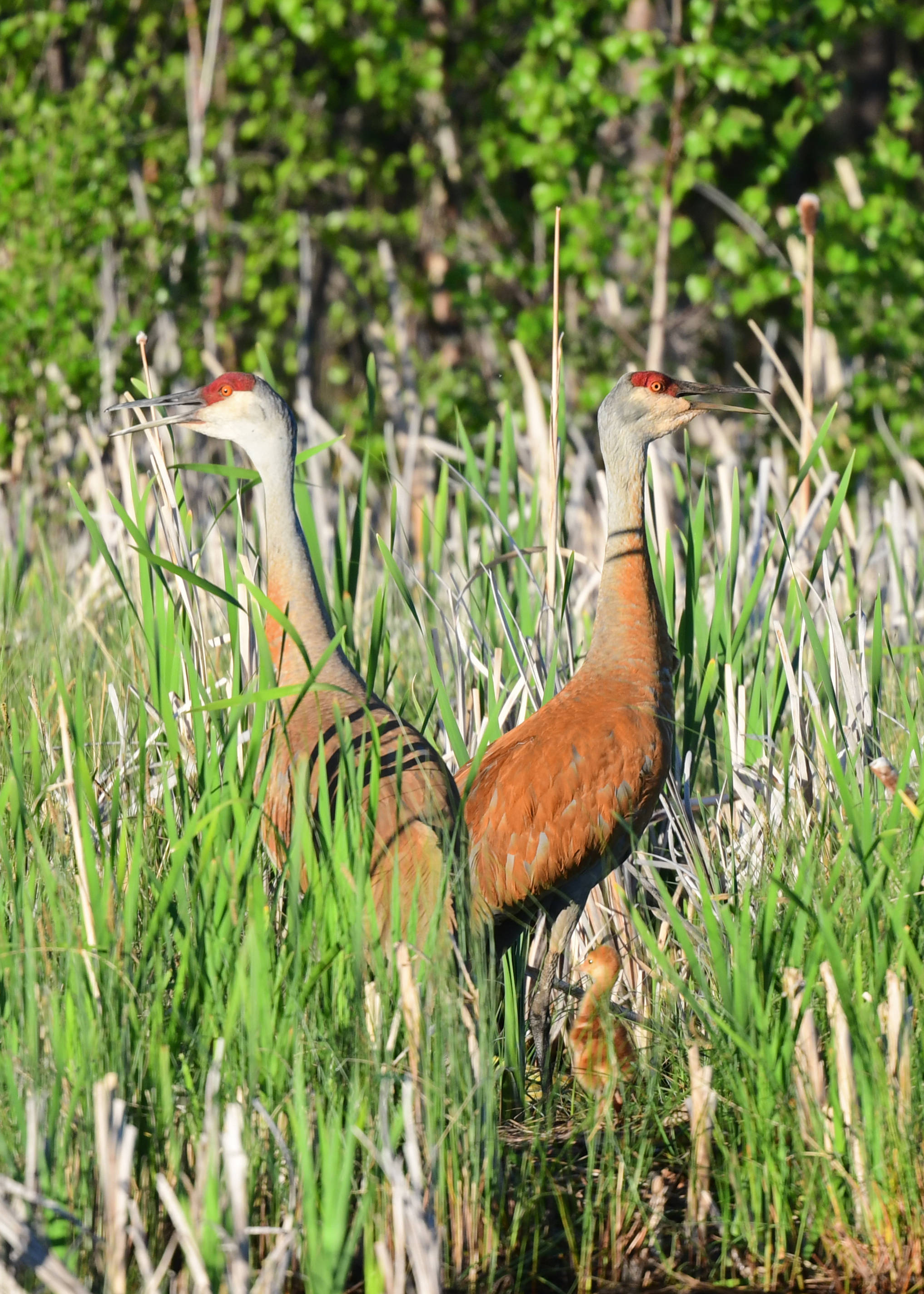 25634706_web1_210625-RDA-myrna-sandhill-crane_4