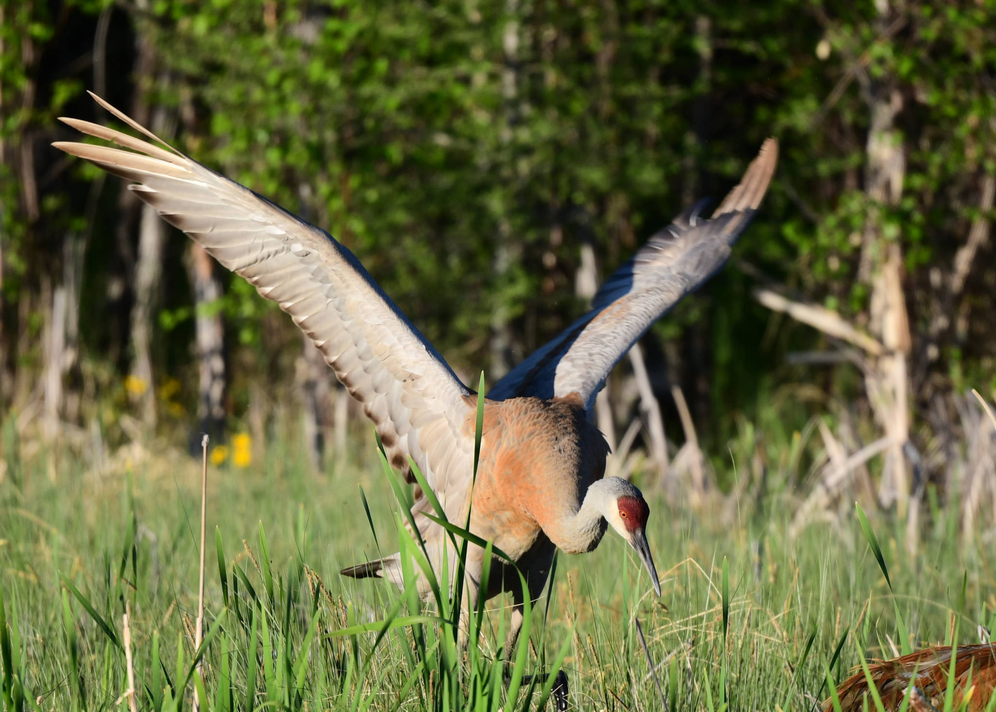 25634706_web1_210625-RDA-myrna-sandhill-crane_5