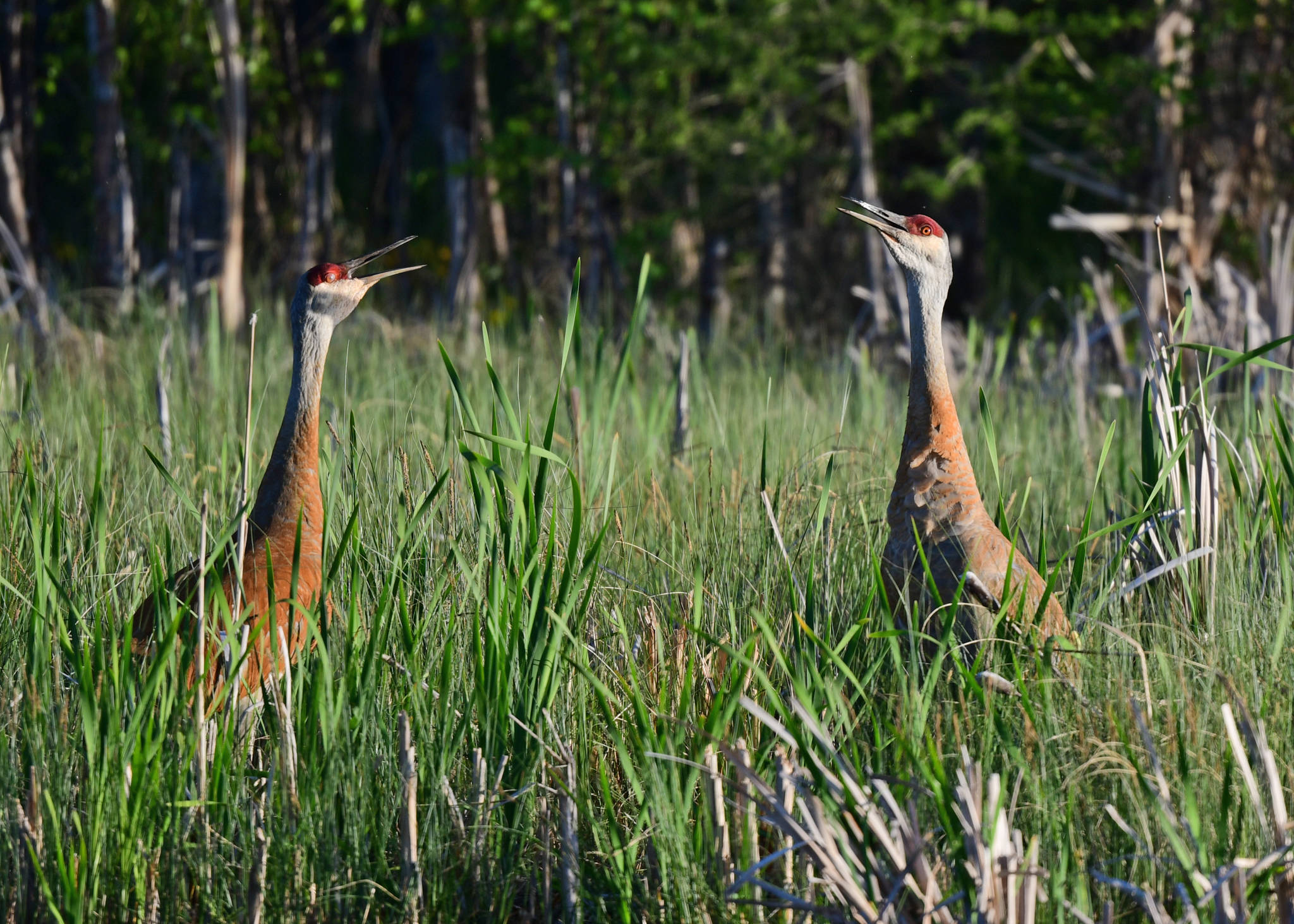 25634706_web1_210625-RDA-myrna-sandhill-crane_6