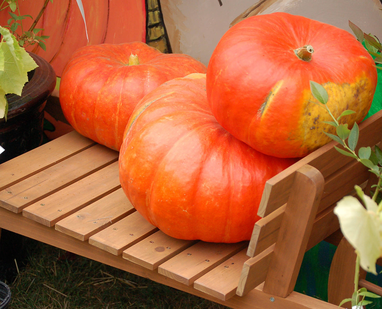 Pumpkins, whether for pies or jack-o-lanterns, are at the heart of many fall festivals. Jen Blyth photo.