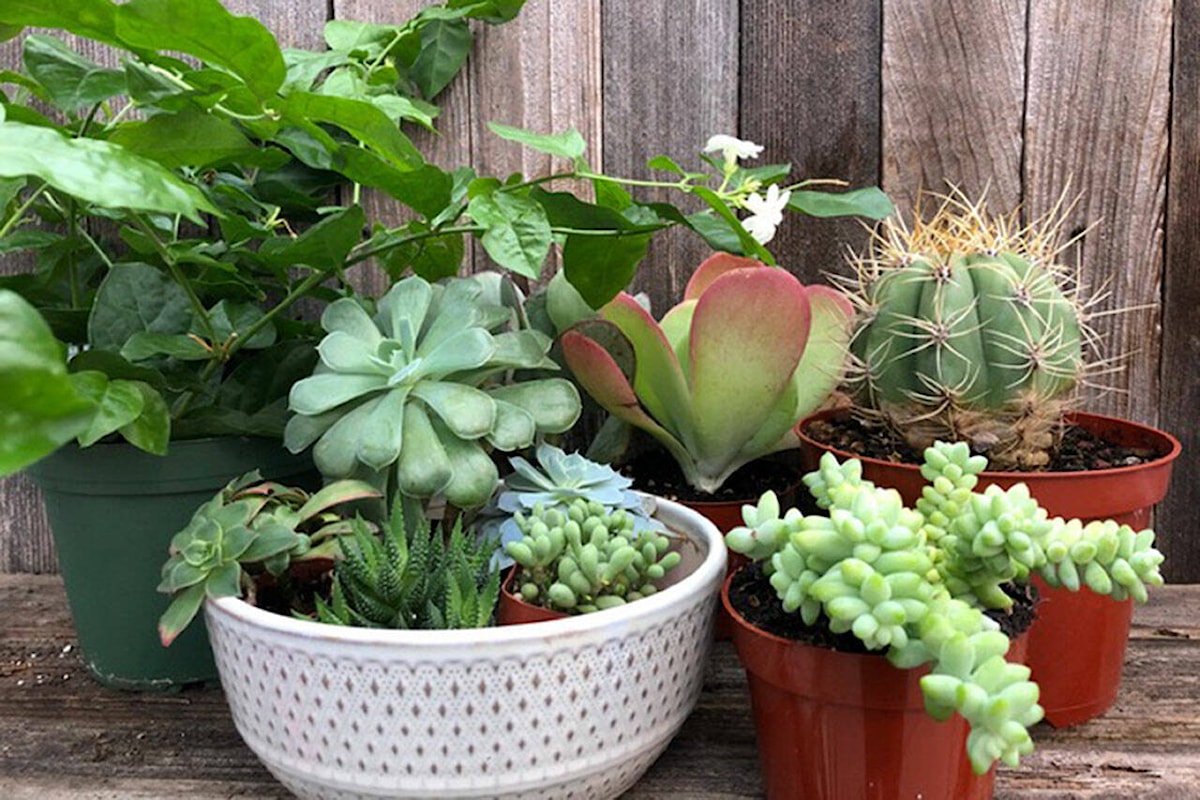 Gardening Be proactive in moving plants indoors for winter Red Deer