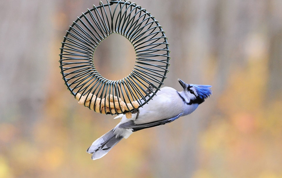 27142418_web1_Blue-Jay_DSC_5829