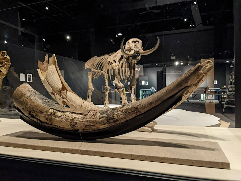 28277579_web1_220225-RDA-Mastodons-Nova-Scotia-was-home-to-hairy-elephant-like-creatures-80000-years-ago-skeleton_1