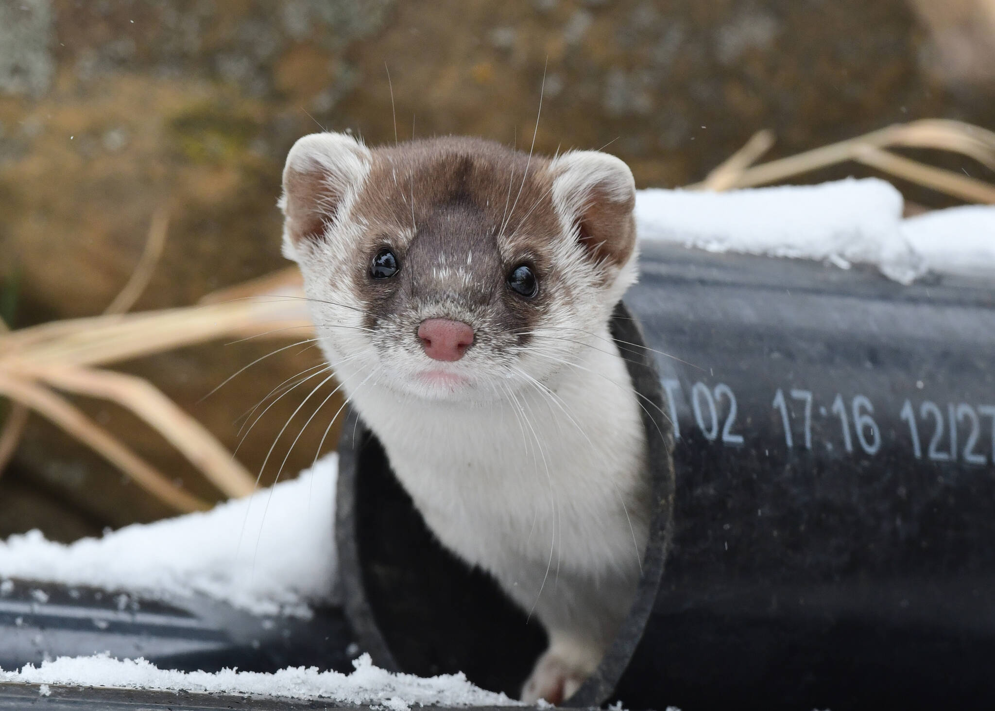 Pearman: A long-tailed weasel named 'Nod' - Red Deer Advocate
