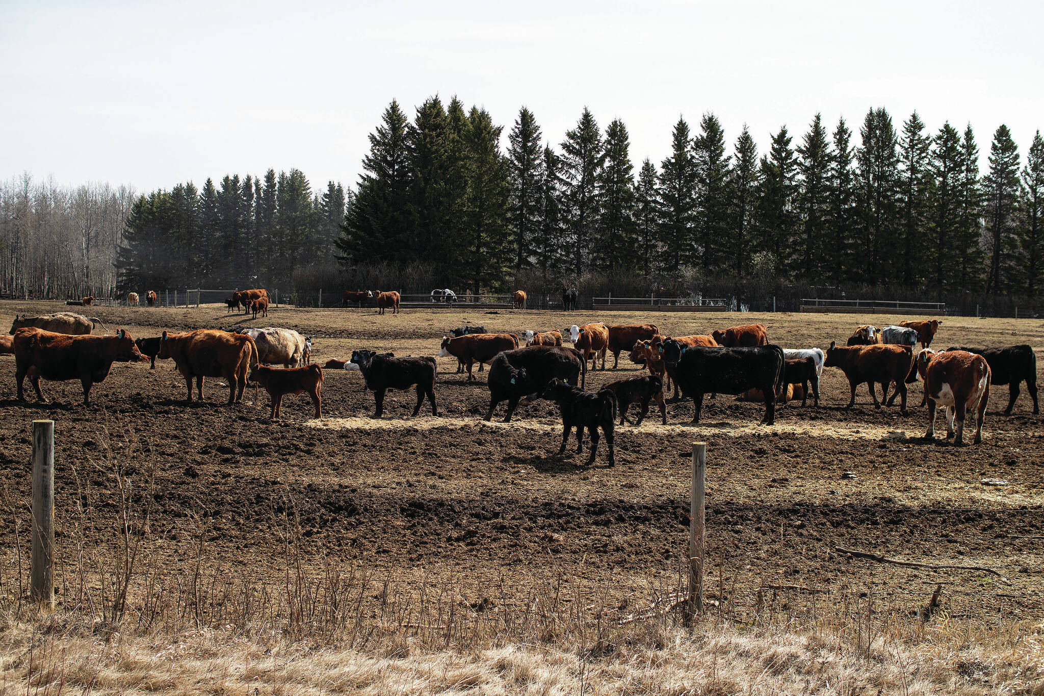 MLA wants more public comment on feedlot plan near popular Alberta