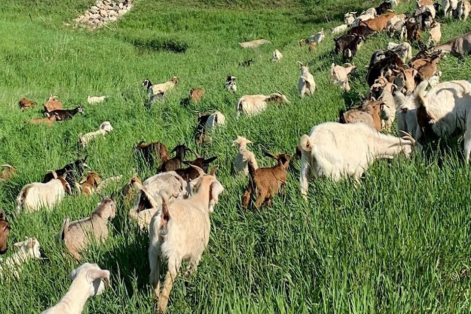29550977_web1_220623-RDA-goats-return-to-red-deer-goats_1