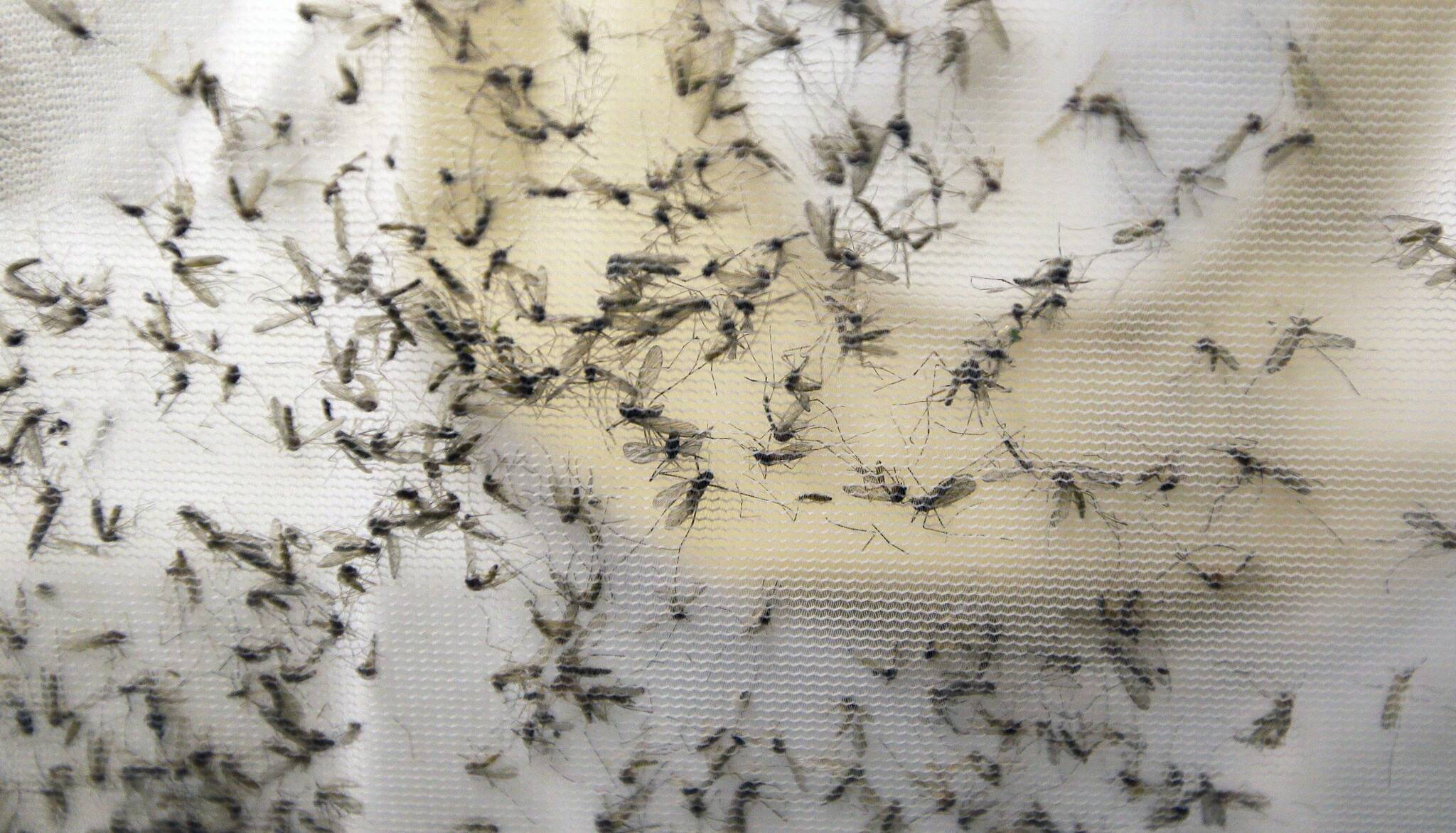 29731400_web1_220711-RDA-mosquitoes-RedDeer_1