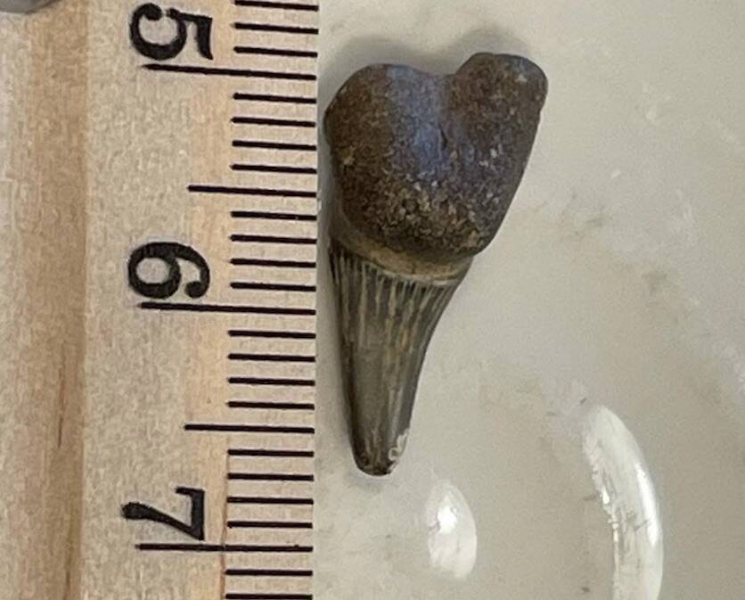 30044724_web1_220810-RDA-fossil-toothrockORD_1