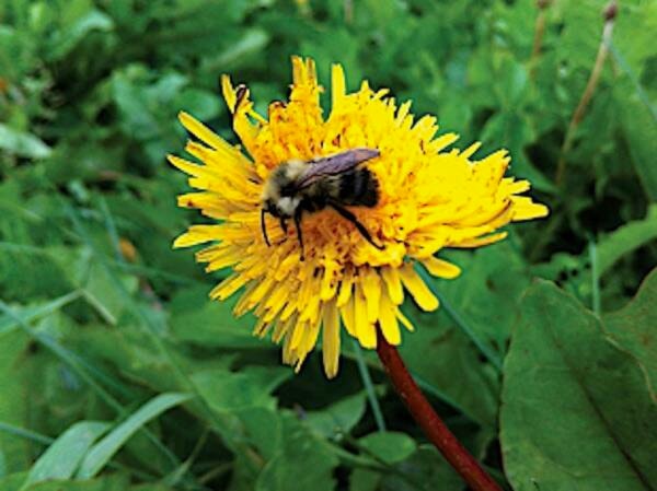 30741625_web1_221018-RDA-pollination-brief-bee_1