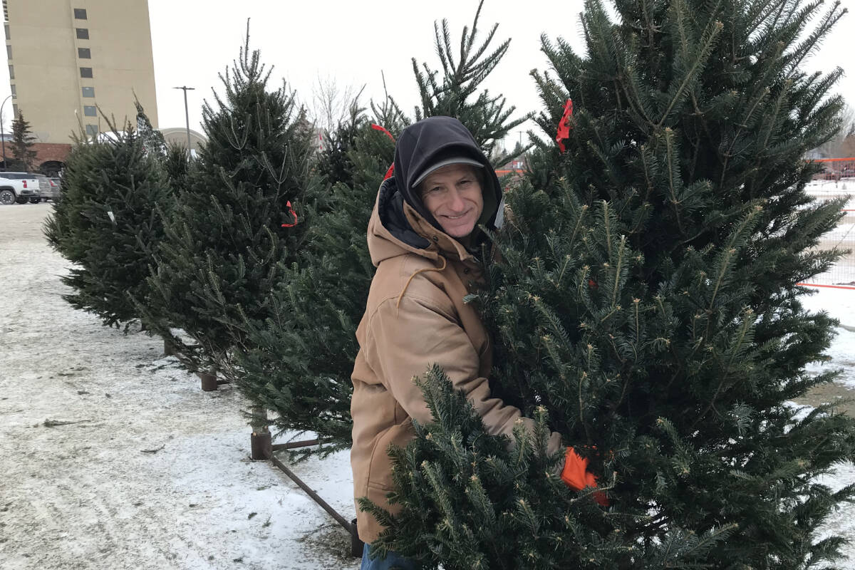 Red Deer area seeing Christmas tree shortage Red Deer Advocate