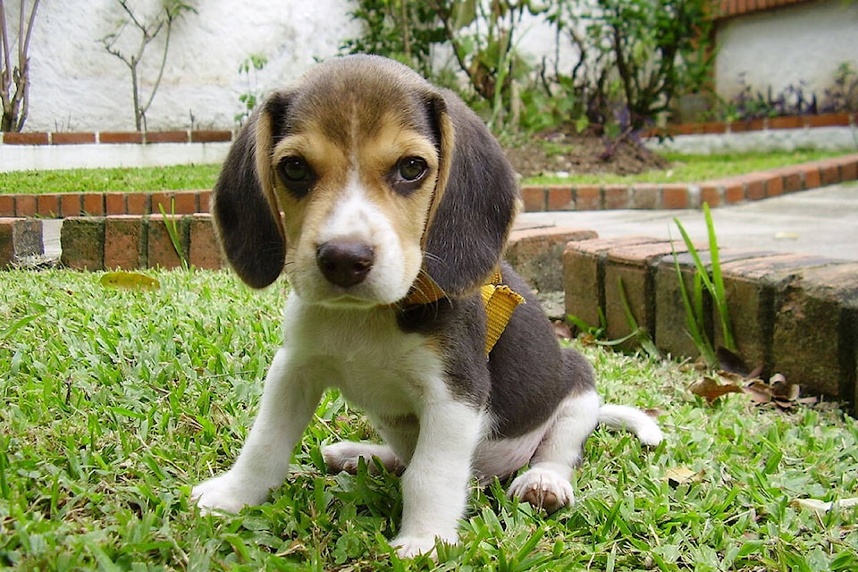 31900097_web1_Beagle_puppy_sitting_on_grass