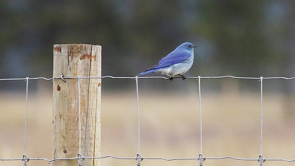 32193511_web1_bluebird