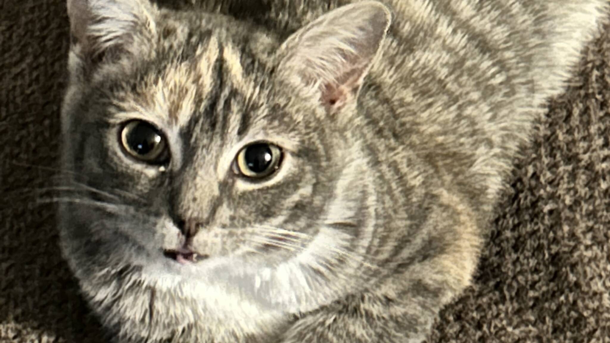 32230341_web1_230330-STI-Animal-rescues_1