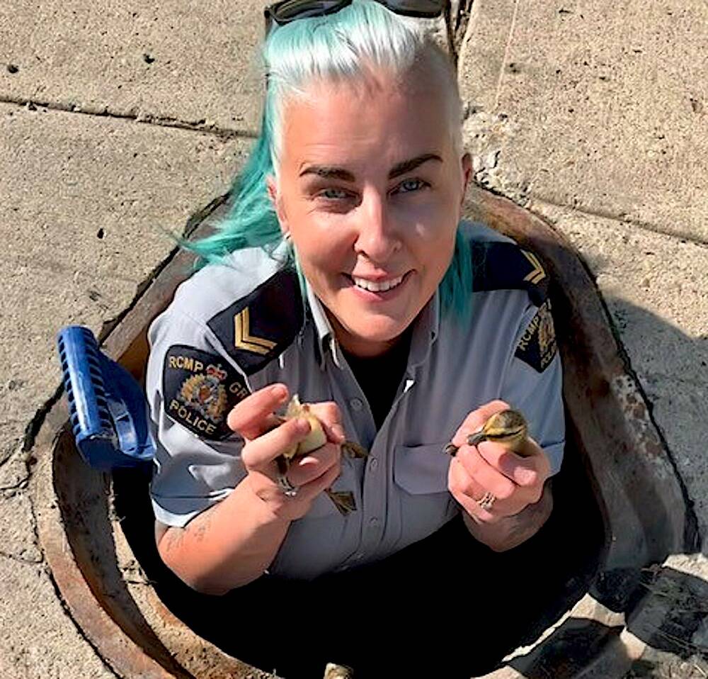 Red Deer RCMP officers flock to Red Deer manhole to pull off a duckling