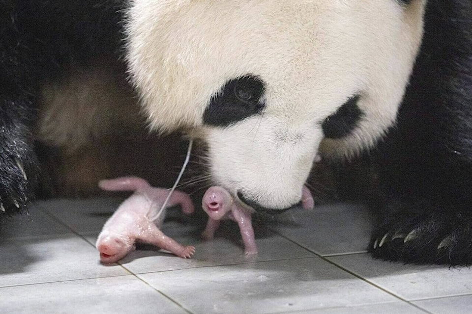 This photo provided by Samsung C&T Corp. shows giant panda Ai Bao and her twin cubs at an amusement park in Yongin, South Korea, Friday, July 7, 2023. Ai Bao gave birth to the cubs, both female, last Friday at the Everland theme park near Seoul, the park’s operator, Samsung C&T resort group, said in a statement Tuesday. (Samsung C&T Corp. via AP)