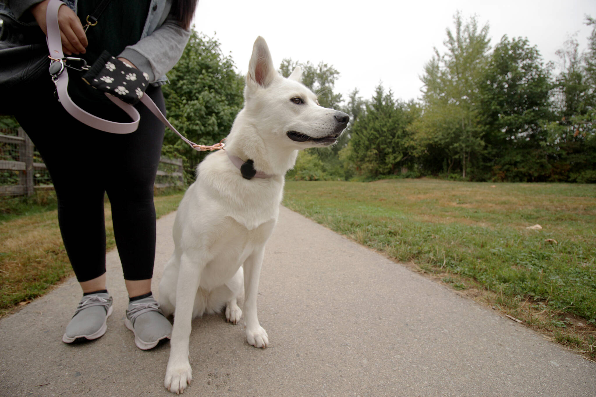 Red Deer County to investigate Springbrook dog park Red Deer Advocate