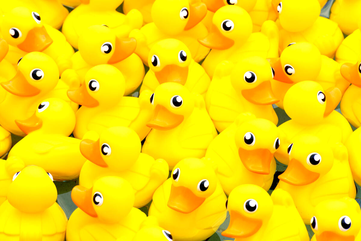 Rubber duckies will race for Red Deer Optimist children s