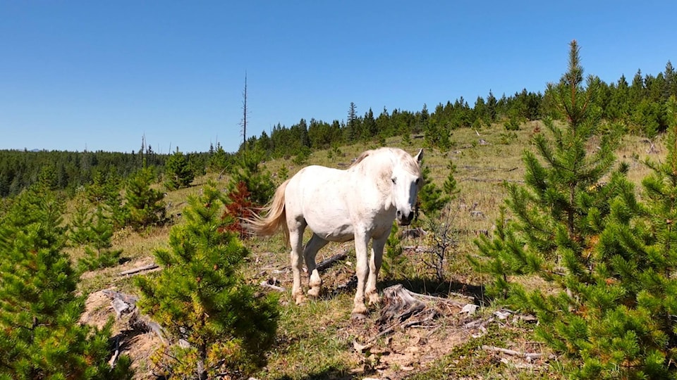 34033241_web1_230927-RDA-ferral-horses-horse_1