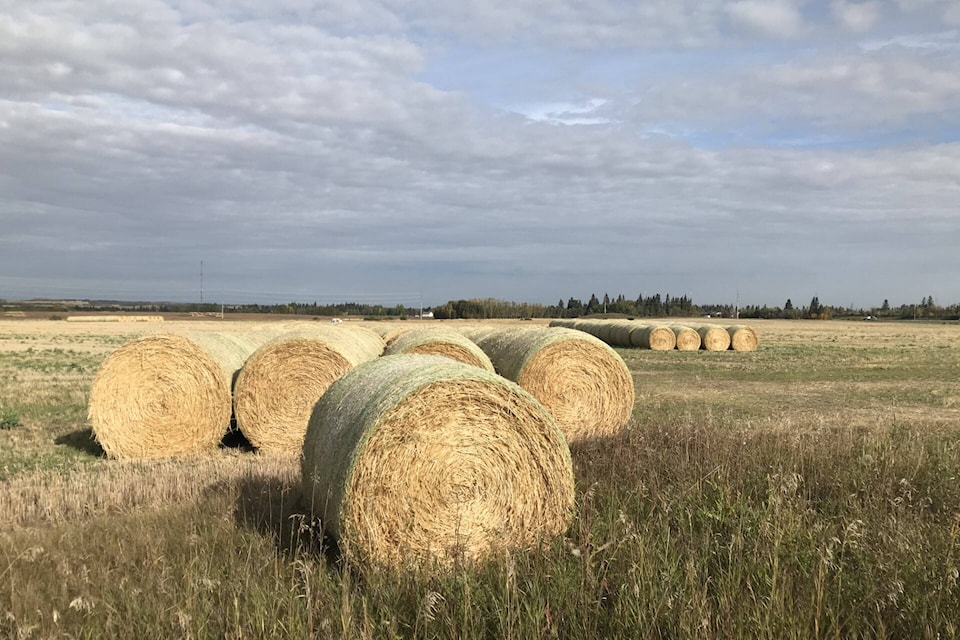 34069586_web1_230923-RDA-Alberta-crop-report-harvest_4