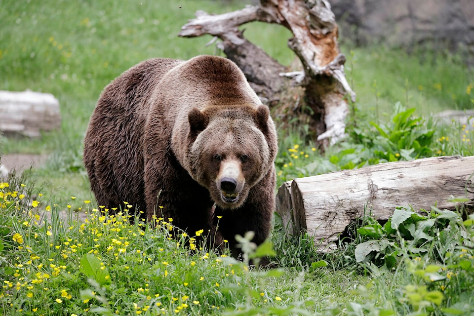 34081356_web1_231002-RDA-grizzly-follow2_1