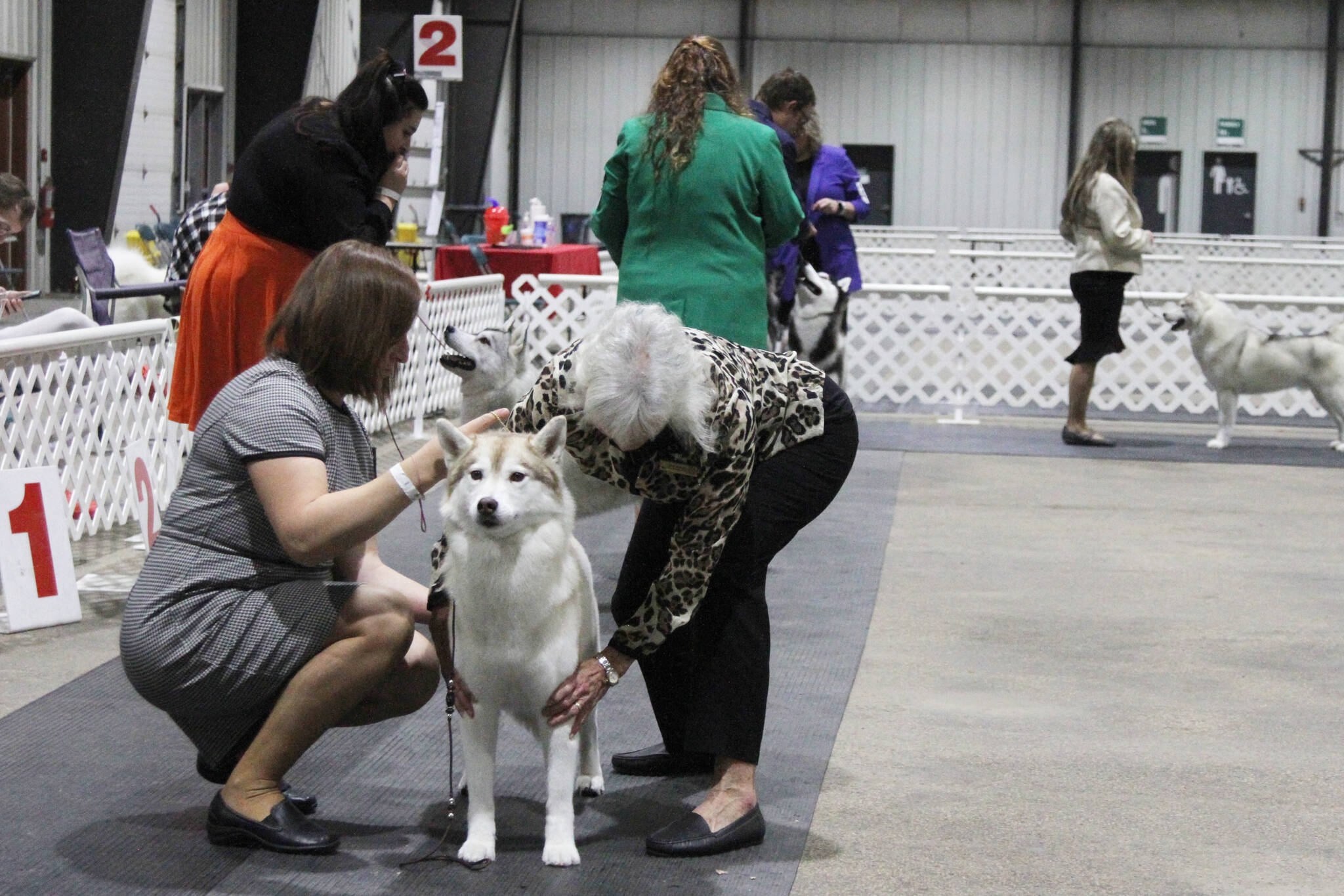 Red Deer and District Kennel Club hosts fall dog show Red Deer Advocate
