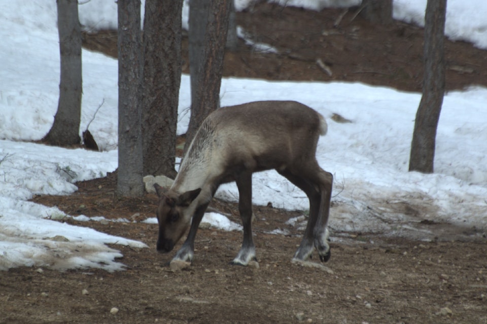 caribou-calf