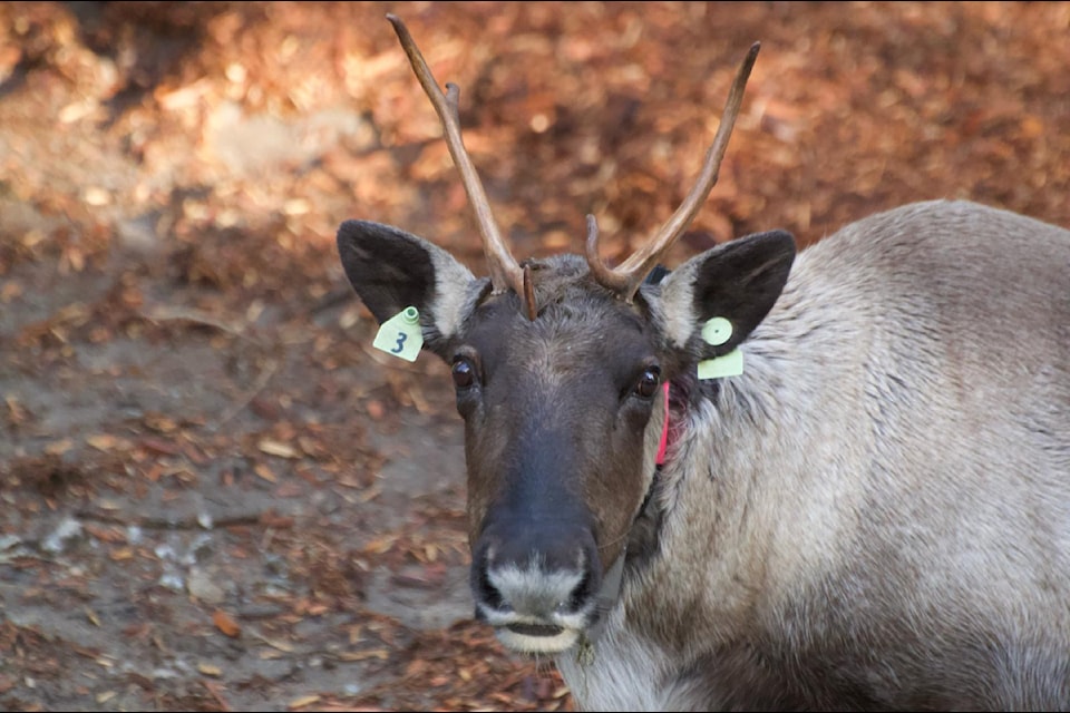 A tagged southern mountain caribou cow at the Arrow Lakes Caribou Society's maternity pen near Nakusp this spring.