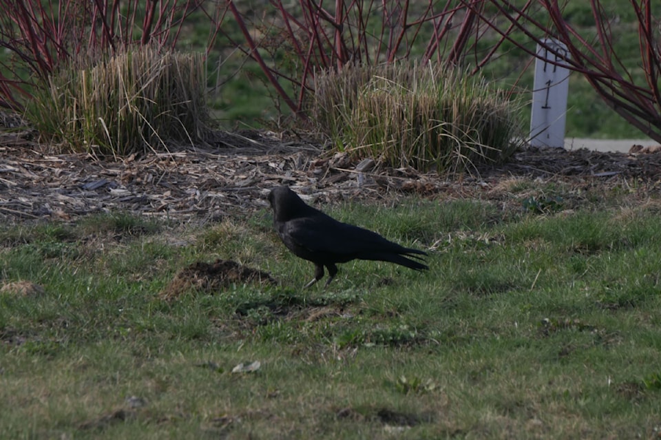 crow