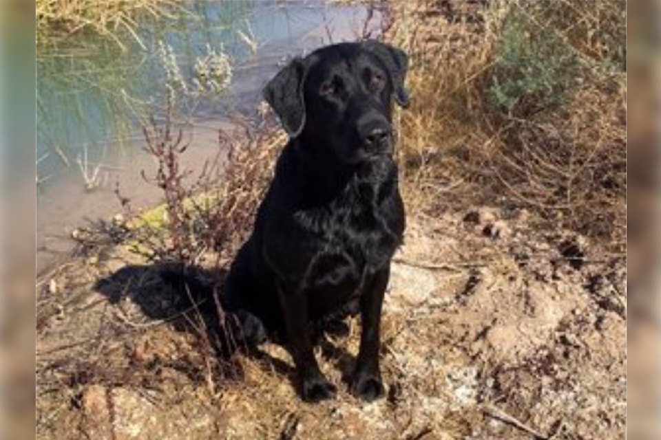 oscar-labrador-retriever-1