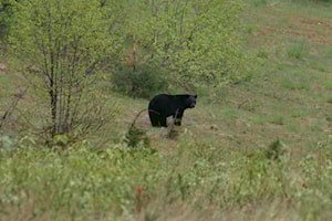 'Good trajectory' for Revelstoke bear awareness despite continued conflict: COS