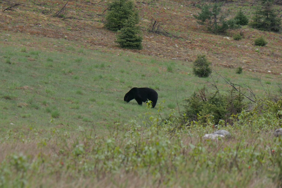 glacier-bear-3