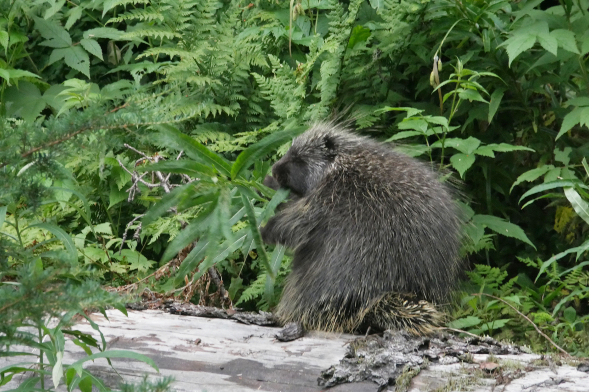 Prickly but peaceful: meet the porky porcupine of B.C.'s Glacier National Park