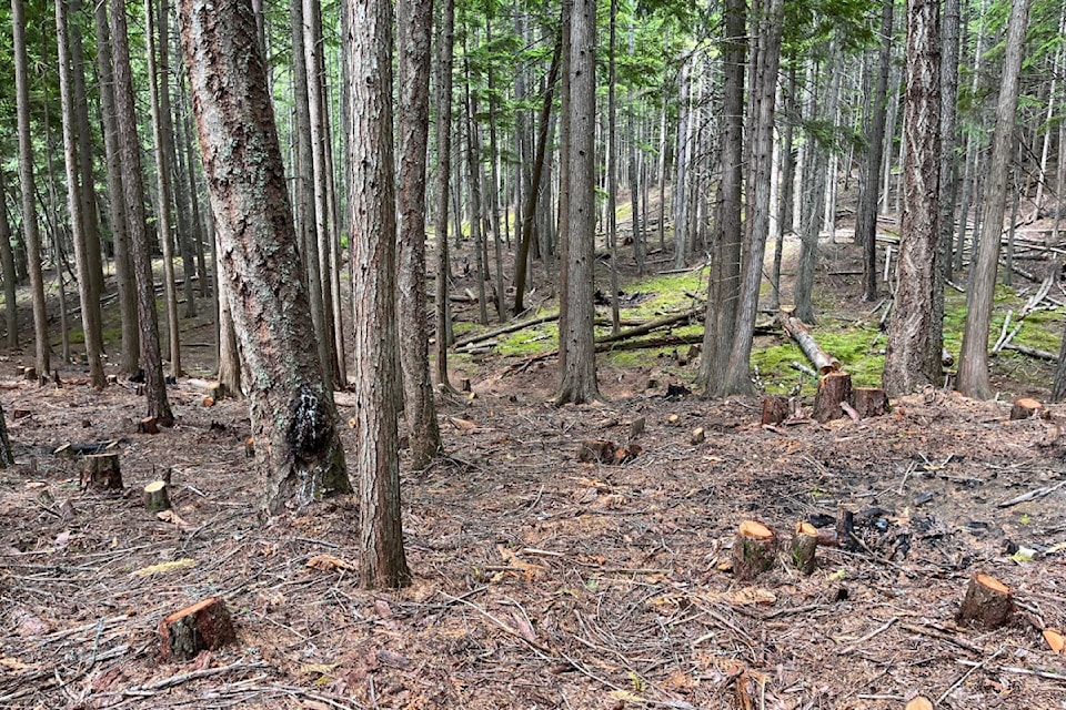 kaslo-community-forest