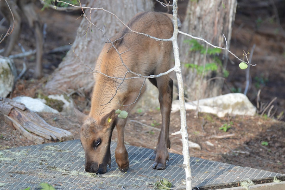 Southern mountain caribou calves born in the Central Selkirk Caribou Maternity Pen between May 27 and June 15.