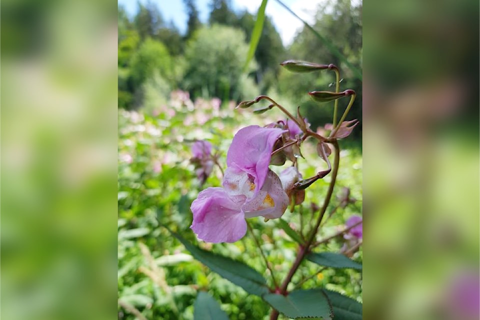 himalayan-balsam-sabnes-trail