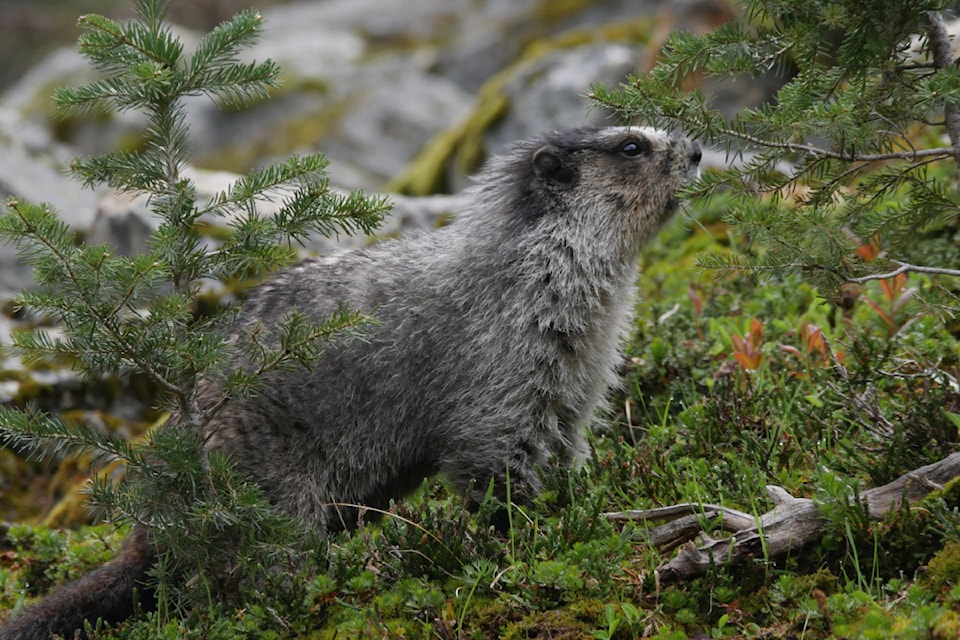 A hoary marmot in the subalpine of Mount Revelstoke National Park on Saturday, June 28.
