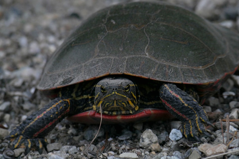 Western painted turtles nesting along Red Devil Hill on Sunday evening, May 25.