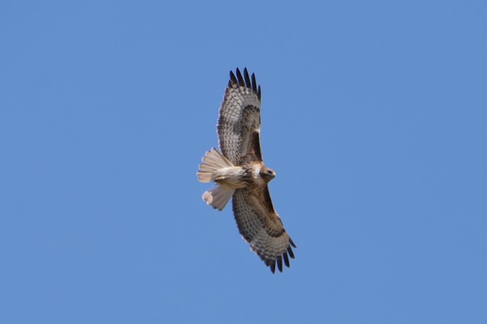 A red-tailed hawk pictured in the Illecillewaet Greenbelt on May 4, 2025.