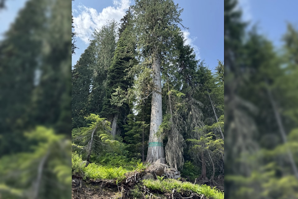 【中古】 The　Healing　Power　of　Forests The Healing Power of Forests: The Philosophy Behind