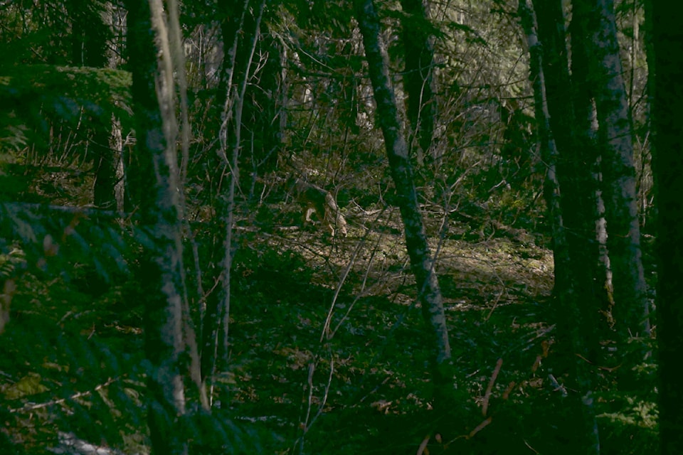 coyote-2
